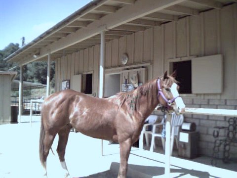 Cowboy.jpg (33364 bytes)